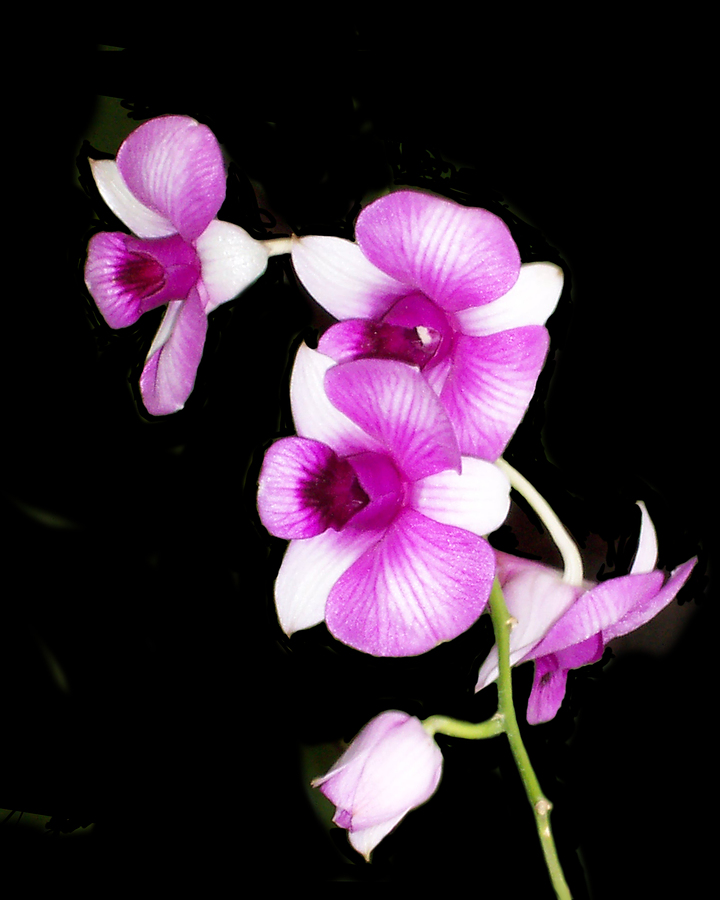 The Benefits of Supporting the American Orchid Society Orchid Care Zone