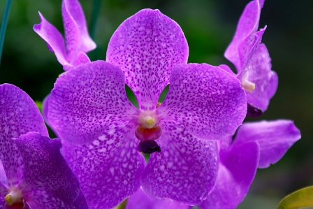 Orchid Types - The Top 10 Most-Popular Types Of Orchids | Orchid Care Zone