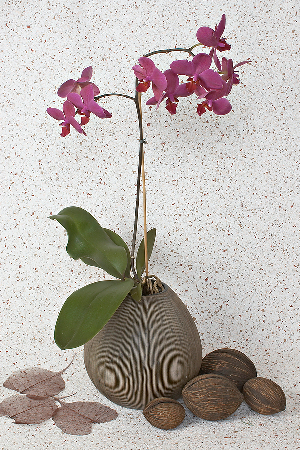 Unlock the Secrets of Orchid Growth: The Top 10 Benefits of