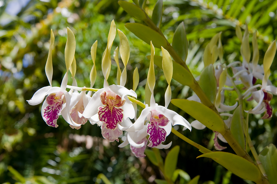 rainforest orchids