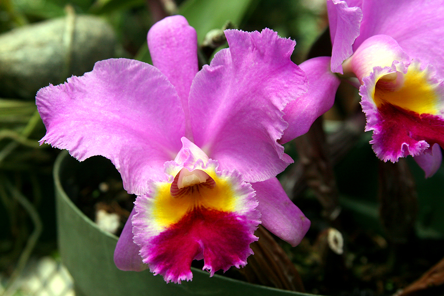 Cattleya Orchids - 3 Little-Known Tips for Growing Cattleyas | Orchid ...