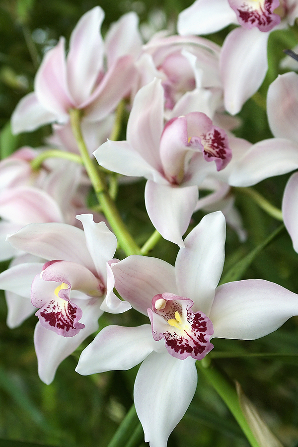Cymbidium Orchids 10 Essentials For Growing Stunning Cymbidiums Orchid Care Zone 