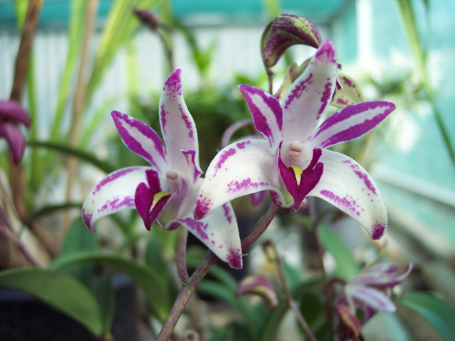 Dendrobium Orchids Do You Make These 4 Mistakes With Dendrobiums