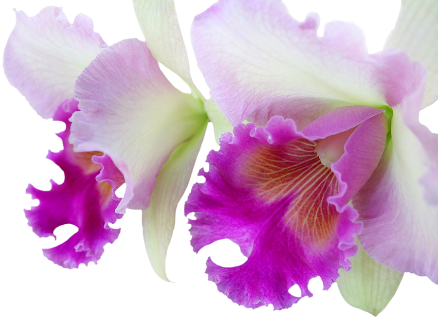 Orchids How To: How to repot a Cattleya orchid in bark and