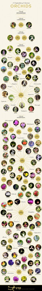 Awesome Orchid Identification Chart | Orchid Care Zone